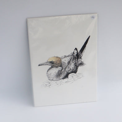 Gannet Sitting, Giclée Print, Sam Rees