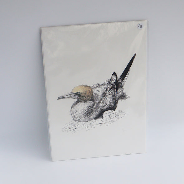 Gannet Sitting, Giclée Print, Sam Rees