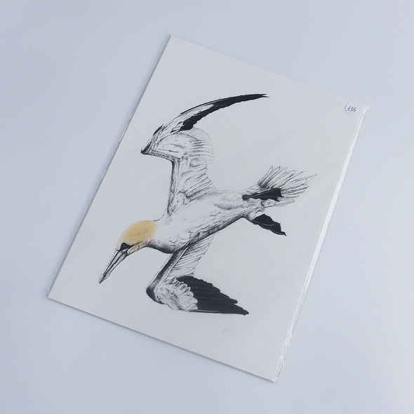 Gannet Diving, Giclée Print, Sam Rees