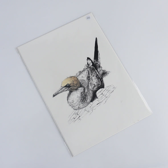 Gannet Sitting, Giclée Print, Sam Rees