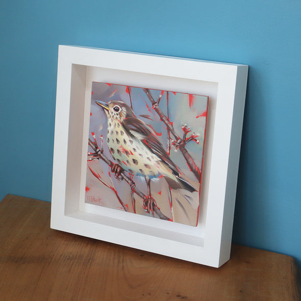 Songthrush, Tracey Elphick