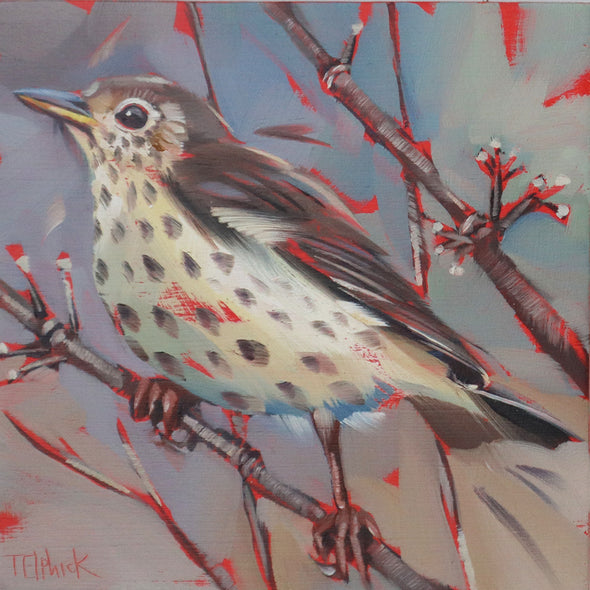 Songthrush, Tracey Elphick